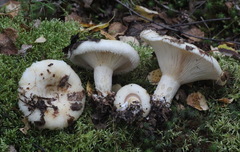 Lactarius aquizonatus