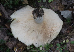Lactarius aquizonatus