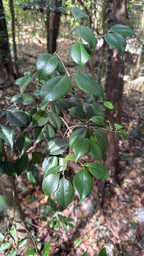 Eugenia confusa, photograph 3