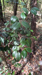 Eugenia confusa, photograph author not stated, no rights reserved