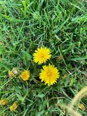 Taraxacum officinale