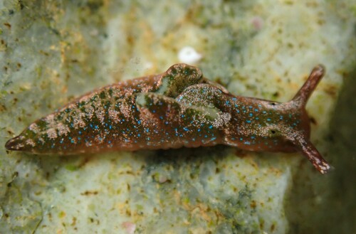 Sap-sucking Slug, photo 3 of 10