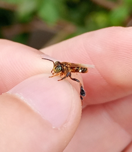 Clavate-legged Stingless Bee