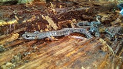 Pseudoeurycea leprosa