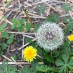 Taraxacum officinale