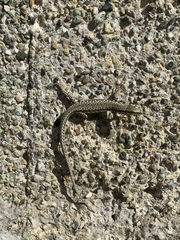 Podarcis muralis