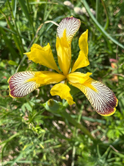Iris variegata, photograph (c) Annette Peters, some rights reserved (CC BY)