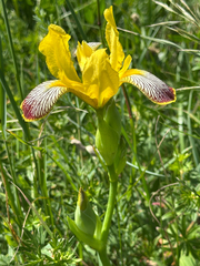 Iris variegata, photograph (c) Annette Peters, some rights reserved (CC BY)