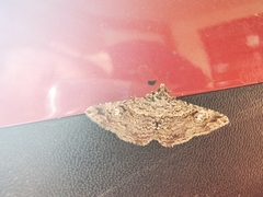 Toxonprucha repentis