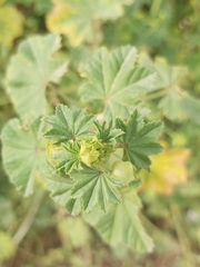 Malva parviflora
