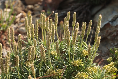 Plantago subulata, photograph 4