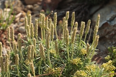 Plantago subulata, photograph (c) Noé Fleury Frouart, some rights reserved (CC BY)