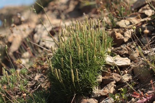 Plantago subulata, photograph 5