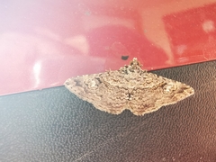 Toxonprucha repentis