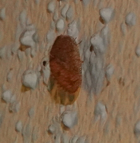 Megalomus moestus