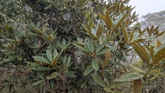 Rhododendron hyperythrum, photograph (c) Cheng-Te Hsu, some rights reserved (CC BY)