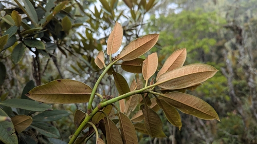Rhododendron hyperythrum, photograph 4