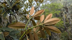 Rhododendron hyperythrum, photograph (c) Cheng-Te Hsu, some rights reserved (CC BY)