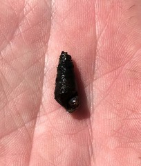 Pleurocera pyrenella