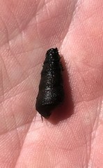 Pleurocera pyrenella