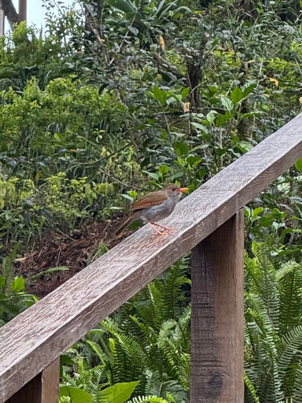 Orange-billed Nightingale-Thrush (Catharus aurantiirostris), photo 4