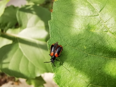 Lema confusa trabeata