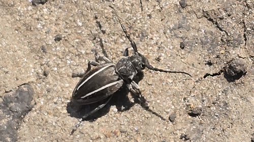 Neodorcadion bilineatum