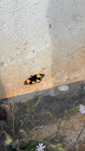 Yellow Pansy