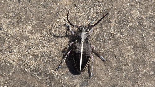 Dorcadion tauricum
