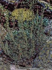 Artemisia umbelliformis