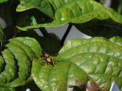 Polistes cavapytiformis