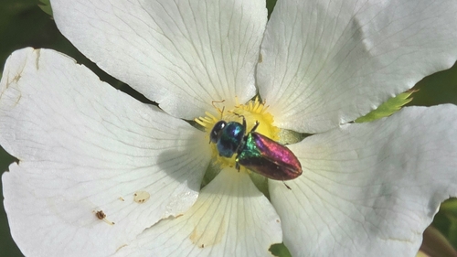 Anthaxia bicolor