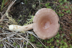 Lactarius vietus