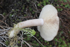 Lactarius vietus
