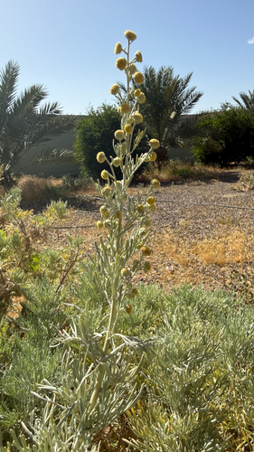 Hedge Artemisia