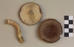 Lactarius vietus
