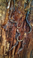 Pseudoeurycea leprosa