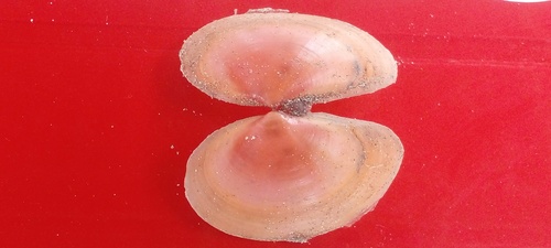 Sanguinolaria sanguinolenta, 2026-05-22
