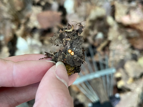 Arachnopeziza aurelia observed 2026-05-23