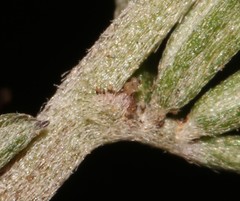 Indigofera sp11