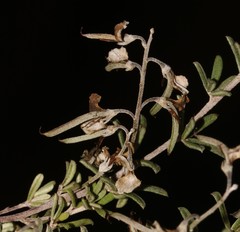 Indigofera sp11