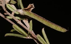 Indigofera sp11