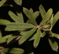Indigofera sp11