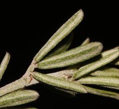 Indigofera sp11