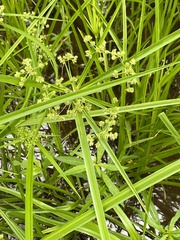 Cyperus virens