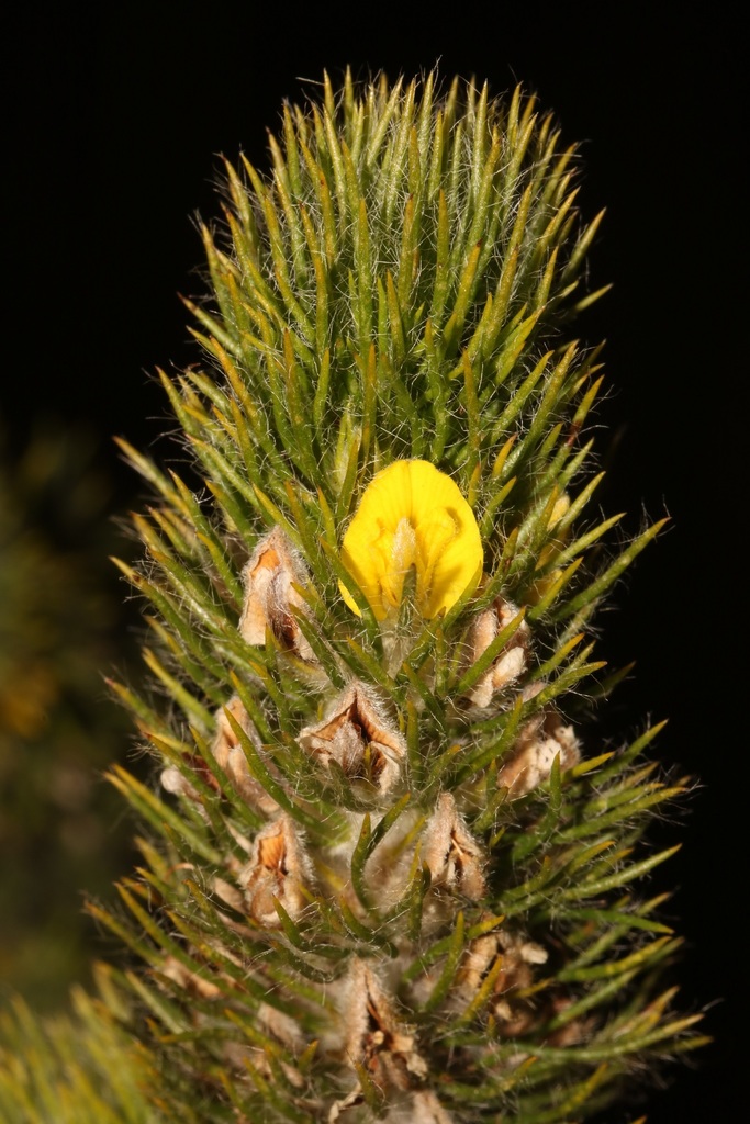Foxtail Capegorse