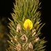 Foxtail Capegorse - Photo (c) Brian du Preez, some rights reserved (CC BY-SA), uploaded by Brian du Preez