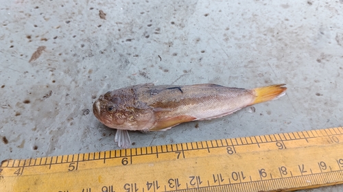 Verwante sterrenkijker (Uranoscopus cognatus) — Uranoscopidae — 5