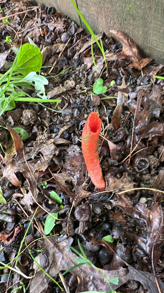 devil's dipstick · May 2026 · photo: Photo: no rights reserved · iNaturalist