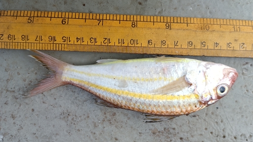 Upeneus sulphureus observed 2026-05-23